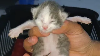 Rescue Cats Little kittens Trapped, the kitten cried out in despair. animal rescue