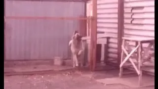 DANCING DOG | KAZAKHSTAN | KARAGANDA