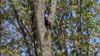 BABY BIGFOOT FILMED IN A TREE