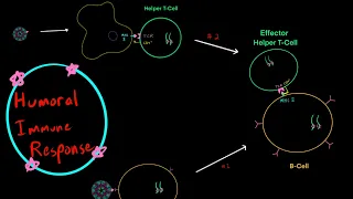B-Cell and Humoral Immunity EVERYTHING YOU NEED TO KNOW MCAT!!! (PART 1)