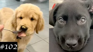 Everyone Loves Labradors 🐶❤️ | Funny Labs Compilation