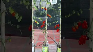 Garden idea- Grow Cherry tomato from seed to harvest