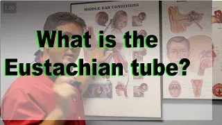 Eustachian Tube explained