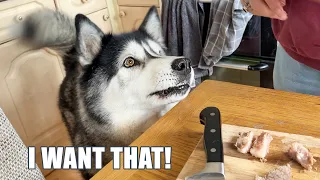 Husky Keeps a CLOSE Eye On ALL The Dinners!