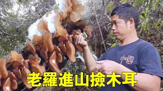 Snow ceased Lao Luo into mtn. for views found fungi took home feasted! [Dong's L. Luo]