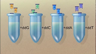 Sanger Sequencing of DNA HD Animation