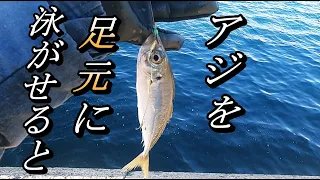 【泳がせ釣り】仕掛け公開.簡単仕掛けに大物連発！