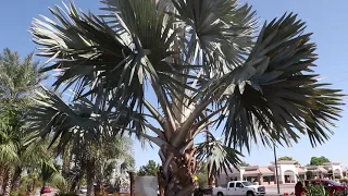 Large Bismarckia Nobilis (Silver Bismarck Palms) in Mesa, Arizona