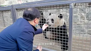 Breeding experts talk about going to the United States to care for pandas Mei Xiang and Tian Tian