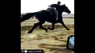 Ногайская порода лошади рысь, выносливая и скоростная-йоргъа-иноходец скоростной