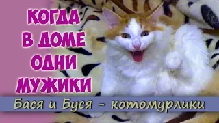 Чем Занимаются Коты Когда в Доме Одни Мужики?