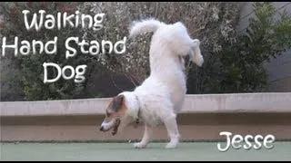 "Walking Hand Stand Dog" Jesse the Jack Russell Terrier