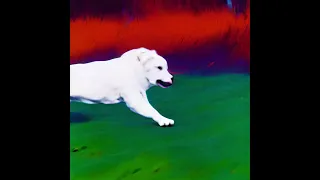 Running Dog Animation - GEN-1 - Easy Style Transfer