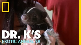 Sidelined Skunk | Dr. K's Exotic Animal ER