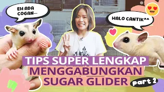 Tips Aman & Lengkap Menggabungkan Sugar Glider (Part 2)
