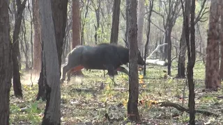 Texa's heart shot, Water Buffalo, 300 win mag.