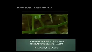 Rapid Response and Eradication of Caulerpa in California