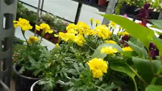 Градински Център "Крайморие" Бургас / Plant Nursery "Kraymorie" Burgas