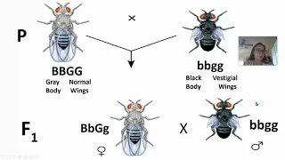 Linked Genes & Recombination Frequency (AP Biology topic 5.4)