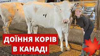 Робота на фермі в Канаді. Доїння корів