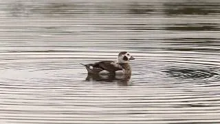 P1132494 長尾鴨 Long-tailed Duck