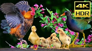 Cat Entertainment Videos 4K HDR - Backyard Birds for Cats to Watch and Their Chicken, Duck Friend #1