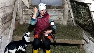 ПОПОЛНЕНИЕ НА БЕЛОЙ КОЗЕ🌸🐐🐐