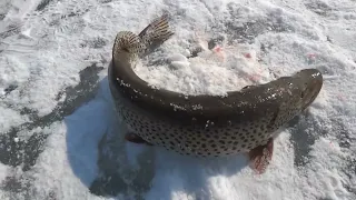 Зимняя рыбалка. Амур. Дальний Восток. Хабаровск. #зимняярыбалка