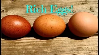 Rich Eggs! Marans, Welsummers & Golden Comets?