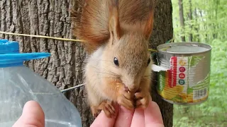 Кормлю бельчат / Feeding little squirrels