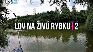 Lov Zubáča Candáta a Šťuky Štiky na Živú Rybku 2 🐬 Sezóna 2021 | Rybárske Videá s Demexom