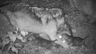 Curious Wolf Pups Join Adults Squabbling Over Food