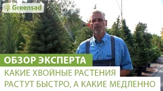 Какие хвойные растения растут быстро, а какие медленно