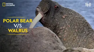 Polar Bear v/s Walrus | Built For The Kill | Nat Geo Wild