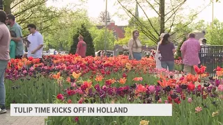 Tulip Time kicks off in Holland