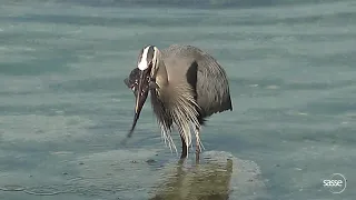 No Ways!  Heron Swallows Huge Fish in under 2 Min -geeeeeeez
