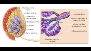 Fisiologia da gestação