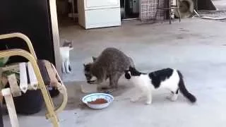 Racoon stealing cat-food (енот ворует еду)