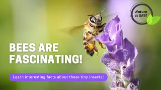 🔵 Learn about Bees and see How amazing they are