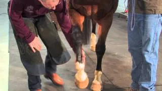 Farrier's Initial Evaluation of the Horse