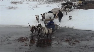 Такого вы еще не видели! Весна. Тундра. Северные олени.