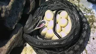 Снимаем самку с кладки и разбираем яйца / Removing the female from the clutch and moving the eggs