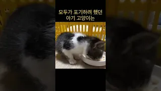 독사뱀에 두번물려 사람이 된 고양이