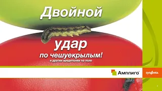 АМПЛИГО® — Решение с проверенной эффективностью против чешуекрылых вредителей