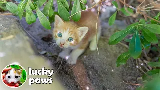 A Tiny Kitten Is Hiding In The Bushes And Thinks I Can't See It - (4K UHD) Kitten Care | Lucky Paws