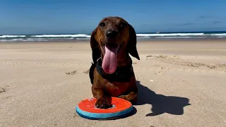 Mini dachshund beach zoomies II