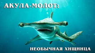 Акула-молот: Зачем рыбе такая голова? Интересные факты про акул