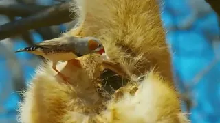 В Австралии птичка построила гнездо внутри собаки динго