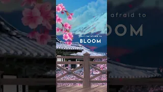 Relaxing Music in Japanese Style Cherry Blossom Season | Zen Music for Relaxation and Sleep