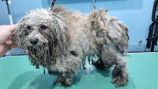 This Dog Wasn't Groomed For Years- WORST CASE EVER